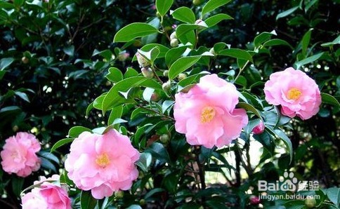 山茶花的养殖方法和注意事项