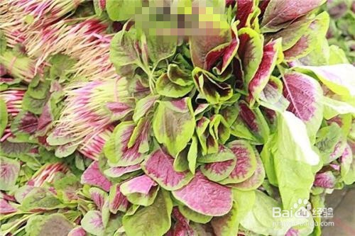 红苋菜怎么种植