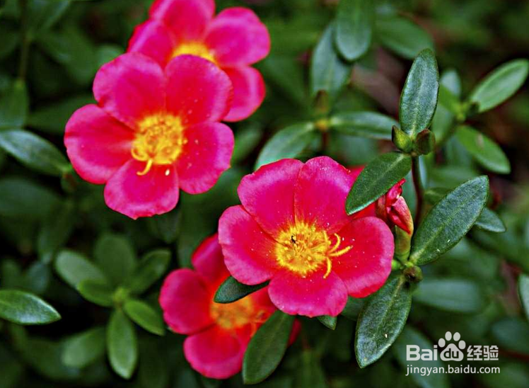 掐不死花怎么种植