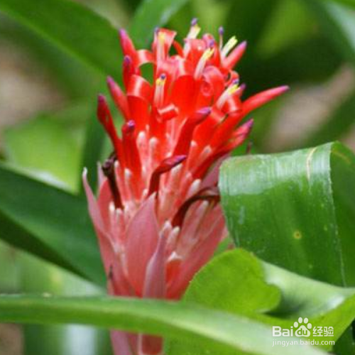 水塔花的养殖方法和注意事项