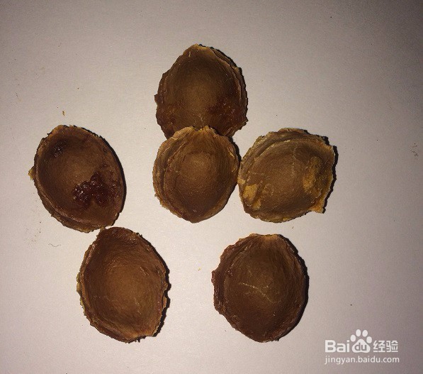 用什么工具给甜杏仁剥壳