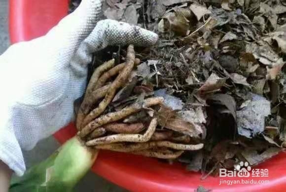 养君子兰，盆边撒点“小东西”，不施肥，开爆盆