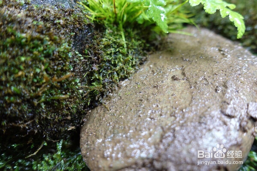 假山上的青苔如何培育