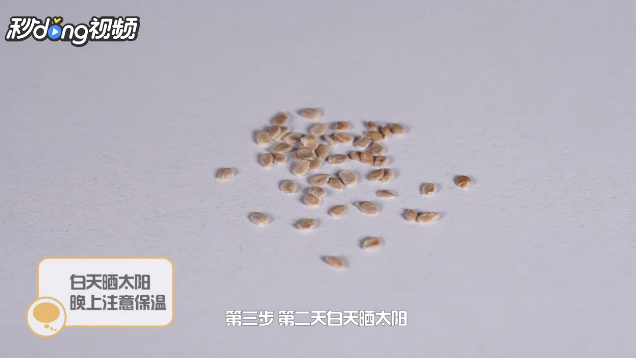 怎么快速让小西红柿的种子发芽