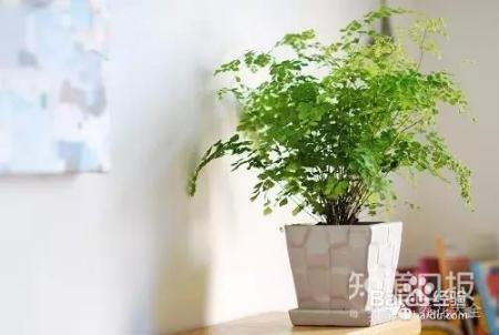10款耐阴花卉，再也不怕植物晒不到阳光啦！
