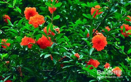 看富贵人家都是这样养花的!不光好看,还能好运连连!