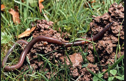 冬天如何挖蚯蚓