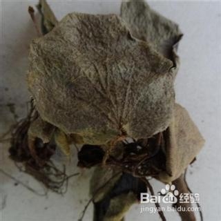 虎耳草栽培技术