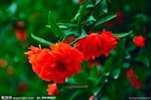 怎么去除房间异味