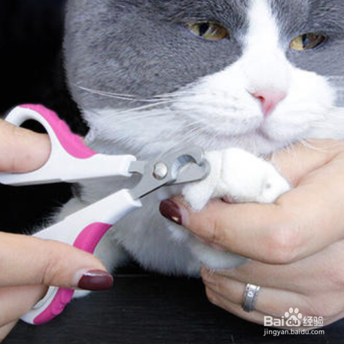 猫的指甲怎么剪