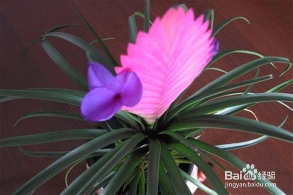 铁兰的养殖方法和注意事项