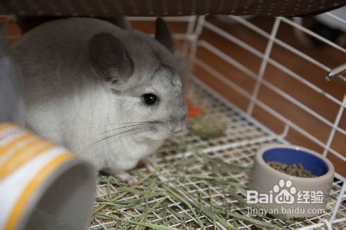 龙猫的饲养方法图文