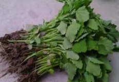 随手可见的路边菜——灰灰菜