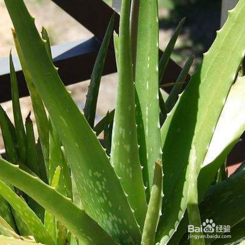 芦荟叶片看起很干该怎么解决？