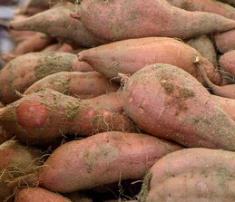 地瓜盆栽如何形成