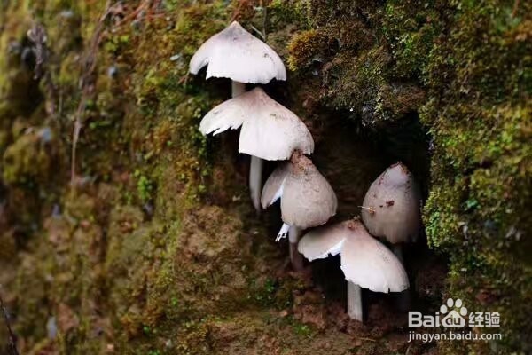 空气能鸡枞菇烘干机黑鸡枞烘干机的烘干效果