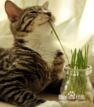 新手养猫需要注意哪些事项