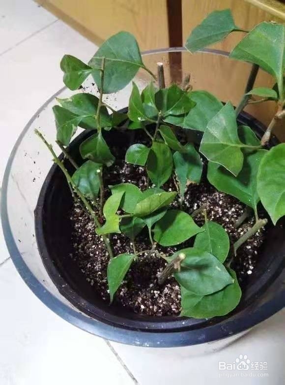 剪下来4根枝条,插土里20天生根,来年花开满盆