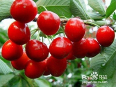 吃什么最养生 六个“第一”食物必不可少