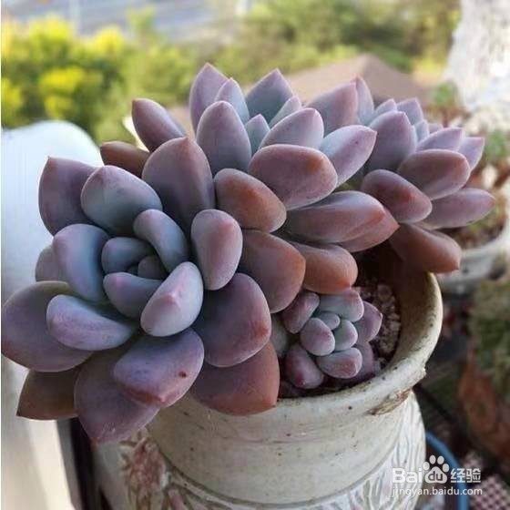 多肉养出果冻色就这么简单,抓紧试试吧!