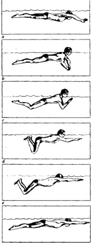 如何学习蛙泳？