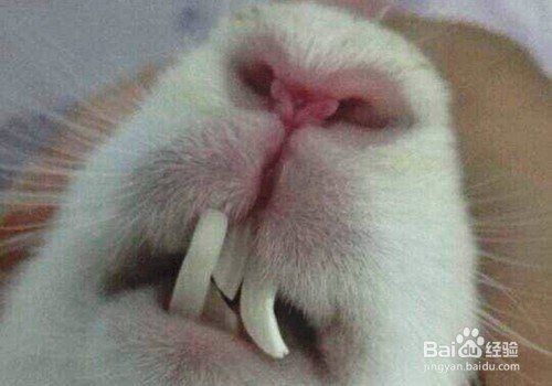 怎样给兔子剪牙齿