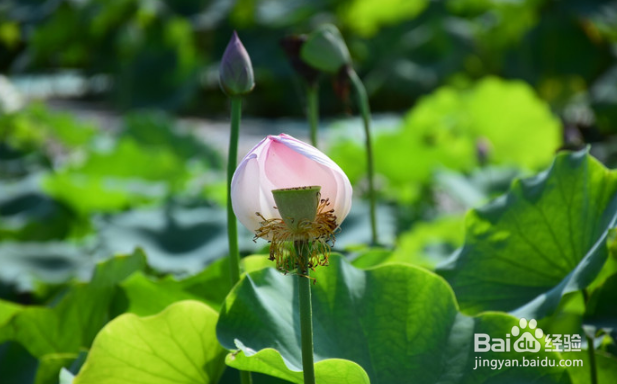自驾洪泽湖观荷花