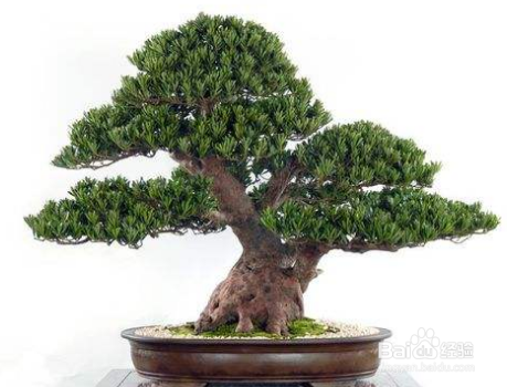 盆景的根系怎样的茂盛