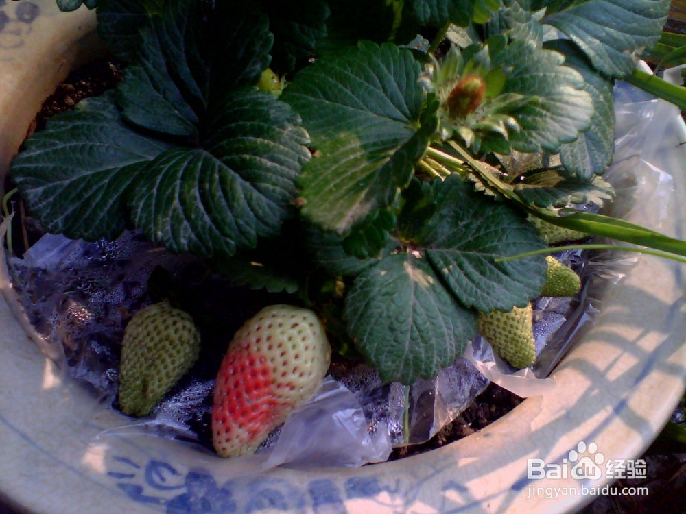 如何简单种植草莓