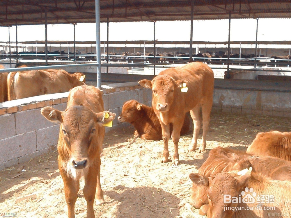 活性有机微矿对动物生长的作用