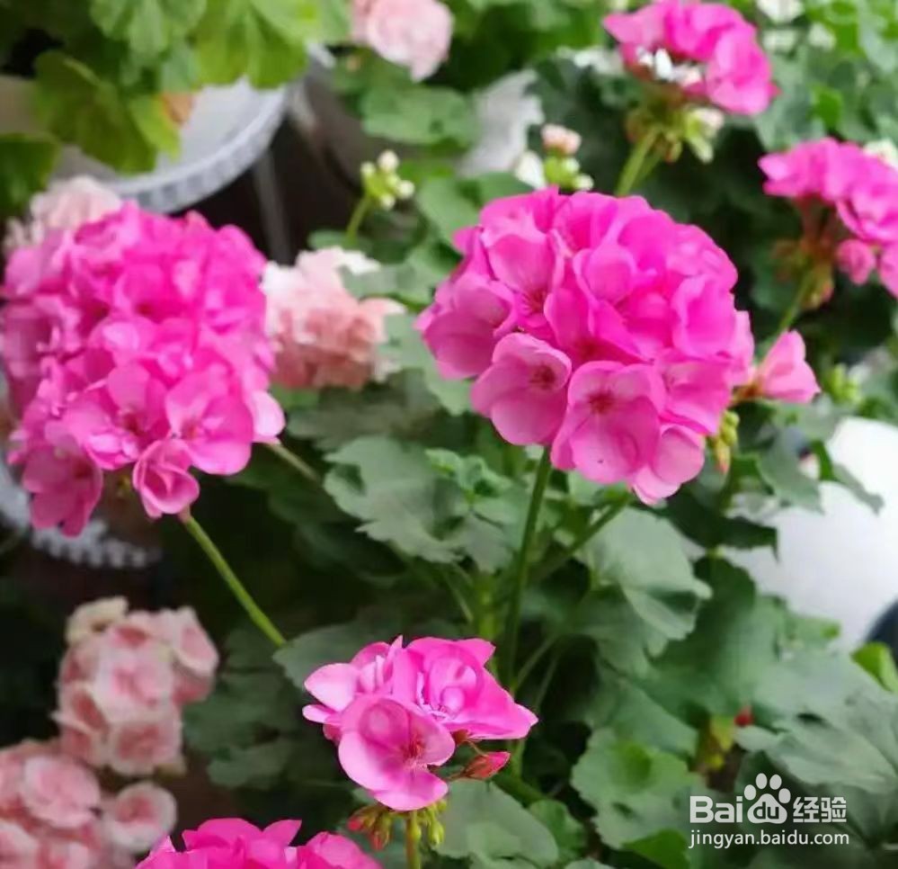 夏天蚊虫多,养什么植物驱蚊