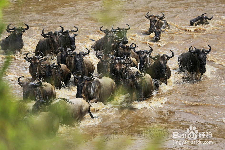 肯尼亚摄影团-全攻略及线路(不得不看)