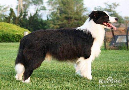边境牧羊犬好养吗