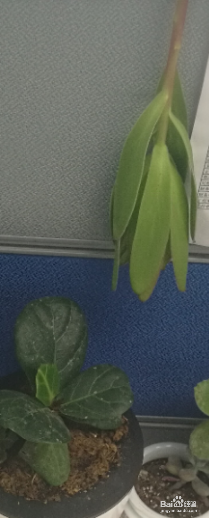 如何在办公室制作干花