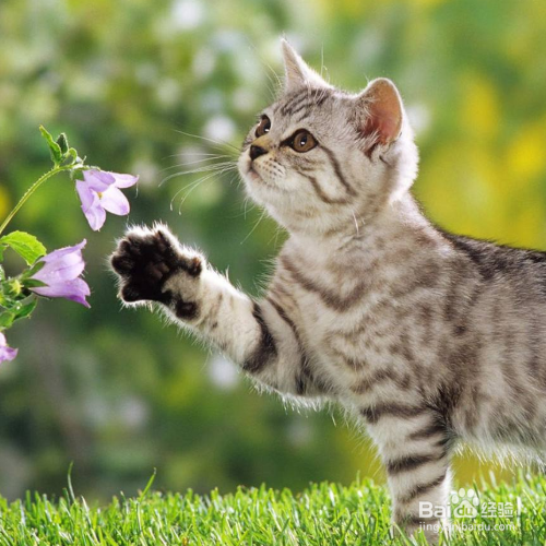 母猫不绝育怎么养