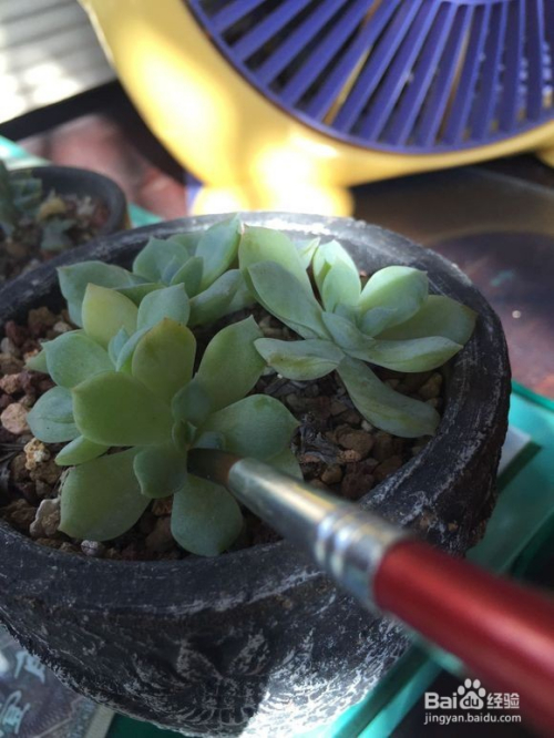 教大家一种多肉植物去除介壳虫的好方法 百度经验