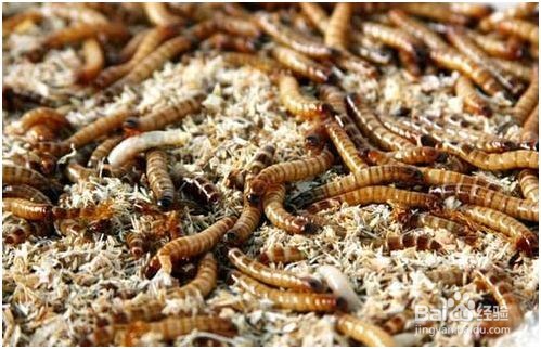 蛋白虫是怎么繁殖的