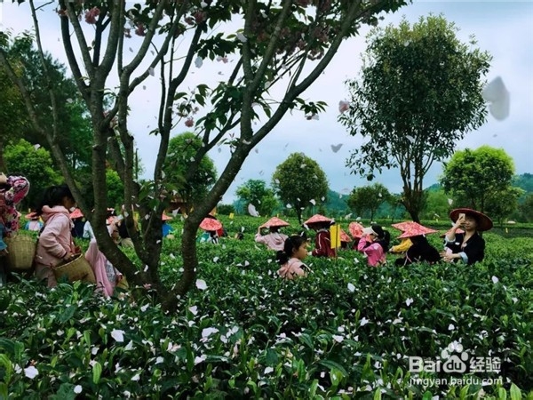 端午节有哪些传统习俗？