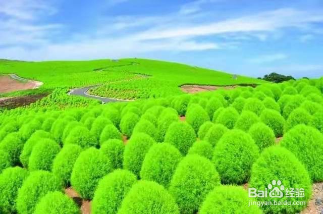 3种花长得像文竹,比文竹还好看好养