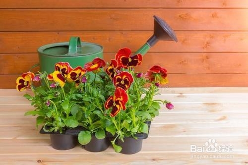 如何让鲜花保鲜