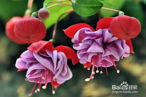 倒挂金钟的养殖方法和注意事项有什么?