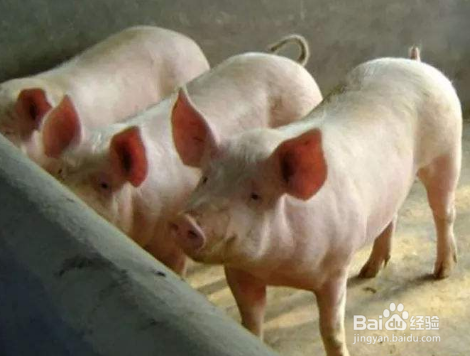 怎么防止非洲猪瘟疫情扩散？