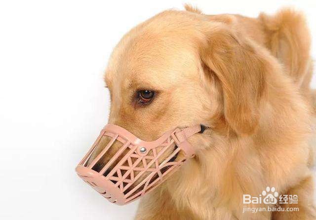 狗狗狂犬病的认识及预防措施