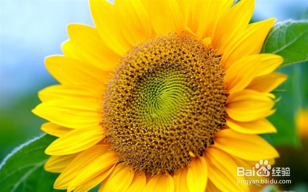 太阳花如何种植？