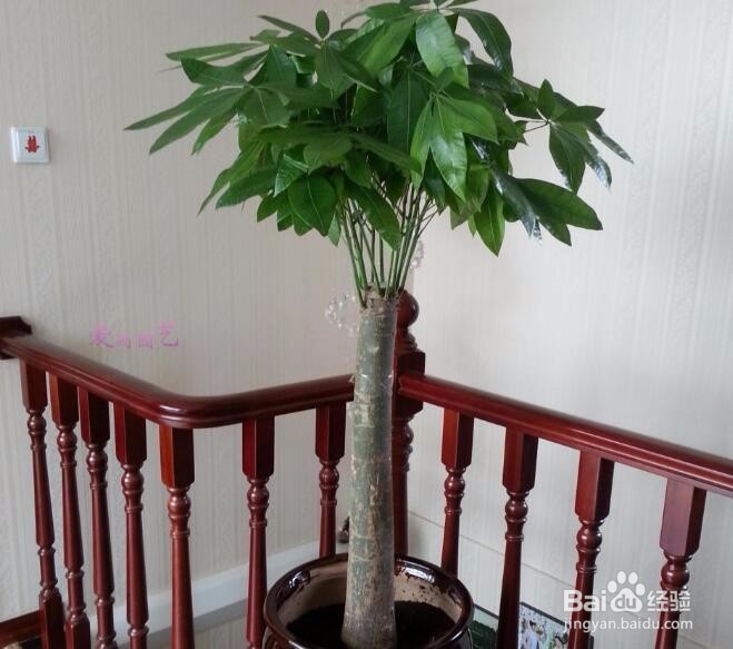 发财树怎么养 发财树的养殖方法和注意事项