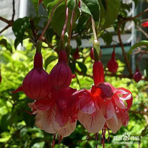 倒挂金钟怎么扦插成活率才能高