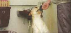 狗狗室内如厕训练方法