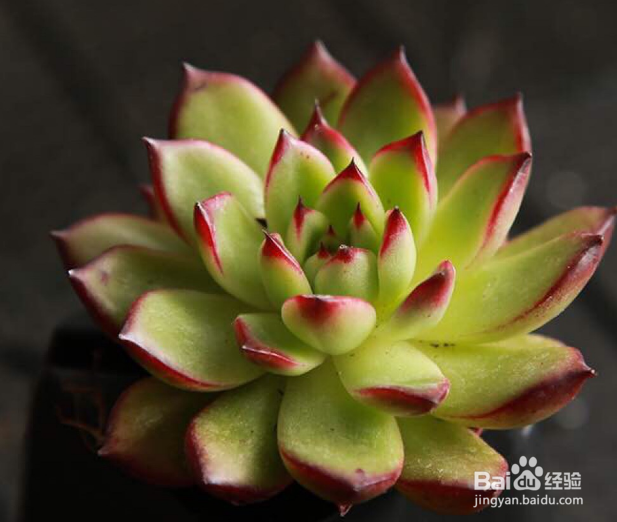 怎样养好多肉植物