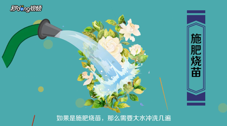 栀子花叶子蔫了怎么办？