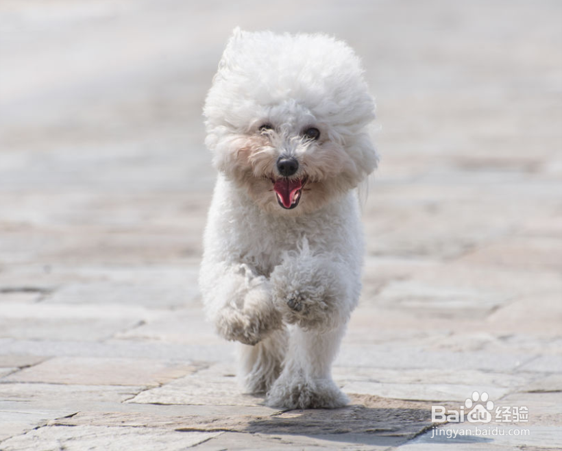 女生为什么不能养比熊犬